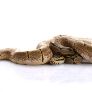 spider-ball-python