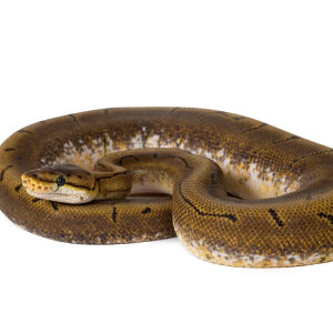 spinner-ball-hatchling