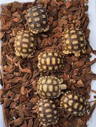 sulcata-hatchling