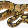 woma-ball-python