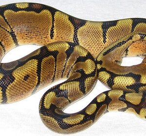 woma-ball-python