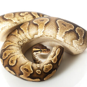 yellow-bellied-ball-python